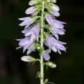 campanula-bononiensis-switzerland-438C5725-A819-4385-803D-1CF9E56323C2.jpg