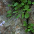campanula-carnica-italy-73EC342A-86F8-47C1-AC31-14A68DF4F881.jpg