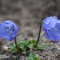 campanula-cochlearifolia-austria-A36ACB5C-AD2E-4227-965B-B4033194AB4B.jpg