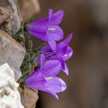 campanula-morettiana-italy-CF4C0CF3-6907-4780-8F59-8012E2003855.jpg