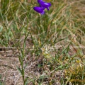 campanula-rotundifolia-switzerland-72993054-3180-4340-8416-4D4279A86223.jpg
