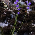 campanula-rotundifolia-switzerland-A5F63005-A437-4D94-9729-84C7C7C1EBAB.jpg