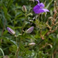 campanula-trachelium-switzerland-E0344FCB-3514-4AFA-8139-643C0E8EC514.jpg