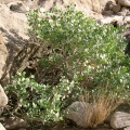 capparis-spinosa-saudi-arabia-7F9187CC-4B7B-11DC-8D9F-000A95CA2156.jpg