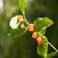 caprifoliaceae-sp-tajikistan-88488364-3B34-4DB8-94A4-C519A2F19D8A.jpg