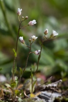 Capsella rubella Reut.