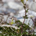 cardamine-amara-switzerland-553E9C51-886C-4D7E-90DC-5F4426C0F11B.jpg
