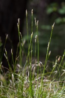 Carex alba Scop.