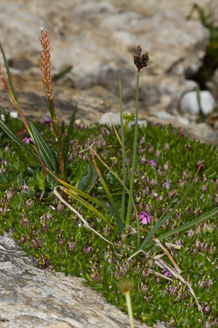 carex-atrata-switzerland-470B466E-4733-11DC-8E52-000A95CA2156.jpg