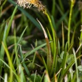 carex-caryophyllea-switzerland-7A038E43-772C-4EAF-AE2E-E94CC617DF54.jpg