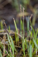 Carex davalliana Sm.