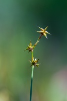 Carex echinata Murray