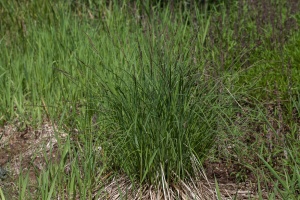 Carex elata All.