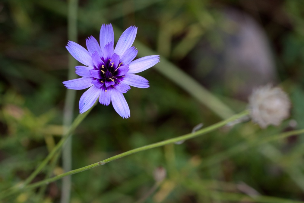 catananche-caerulea-france-26F734FA-06A3-4DDB-AE9C-D3B07082232A.jpg