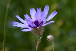 Catananche caerulea L.