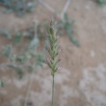 cenchrus-biflorus-saudi-arabia-27BB478F-4B7B-11DC-8D9F-000A95CA2156.jpg