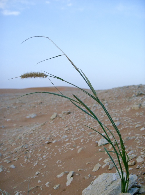cenchrus-ciliaris-saudi-arabia-F0F66E43-4B7A-11DC-8D9F-000A95CA2156.jpg