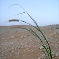 cenchrus-ciliaris-saudi-arabia-F0F66E43-4B7A-11DC-8D9F-000A95CA2156.jpg