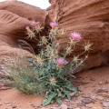centaurea-iberica-jordan-07B9E497-BCD6-49B8-B881-9A5D5E3E4C51.jpg