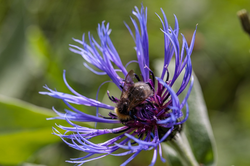 centaurea-montana-switzerland-41374E80-9593-4E01-9B88-8E309AEA79D9.jpg