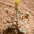 centaurea-pseudosinaica-saudi-arabia-AE8D4E68-4B7A-11DC-8D9F-000A95CA2156.jpg