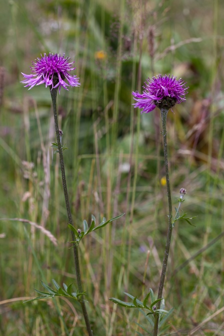 centaurea-scabiosa-switzerland-0FCF9D0B-C8F5-4FA6-8CB1-43CD40E532FE.jpg