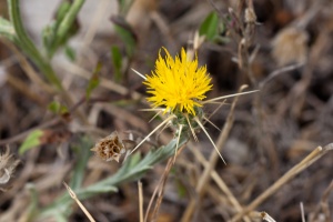 Centaurea solstitialis L.