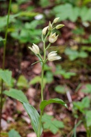 Cephalanthera damasonium (Mill.) Druce