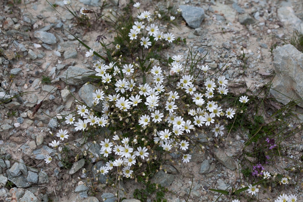 cerastium-alpinum-switzerland-0070CDC5-64BB-4E3C-9D7A-DD793FF385A3.jpg