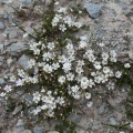 cerastium-alpinum-switzerland-0070CDC5-64BB-4E3C-9D7A-DD793FF385A3.jpg