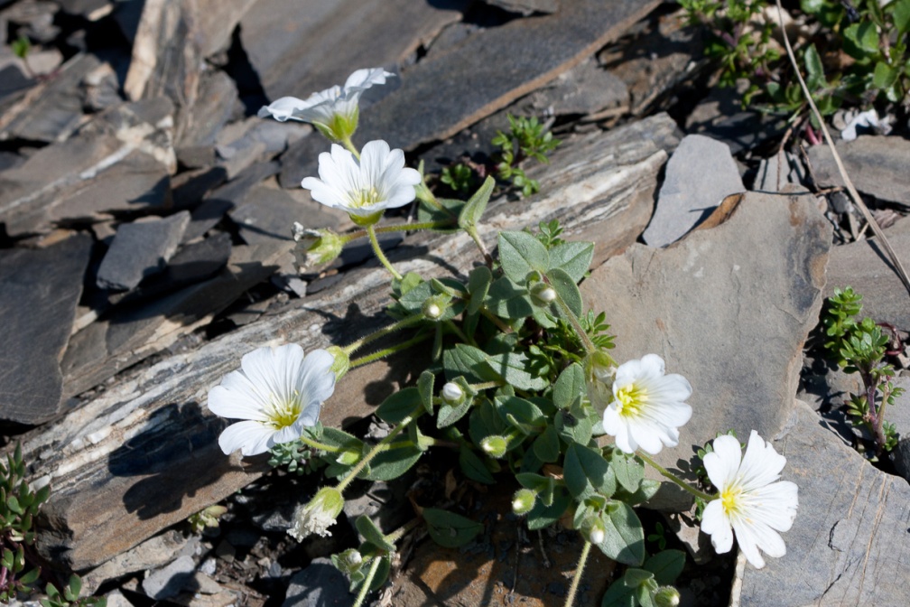 cerastium-latifolium-switzerland-F60CD26C-58ED-484B-A8A0-0B2D04D6A93E.jpg