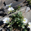 cerastium-latifolium-switzerland-F60CD26C-58ED-484B-A8A0-0B2D04D6A93E.jpg