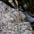 cerastium-tomentosum-italy-EB86D2B4-861A-11DC-87E0-000A95CA2156.jpg