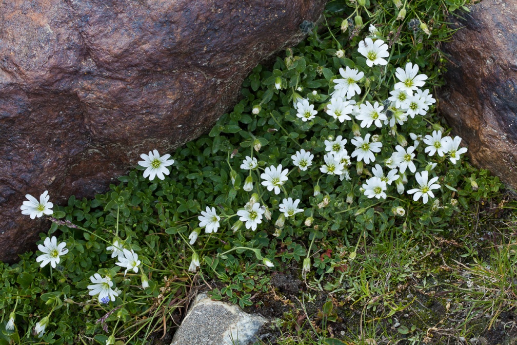 cerastium-uniflorum-austria-96483F0B-42B3-43BD-97D5-74D2D8A35615.jpg