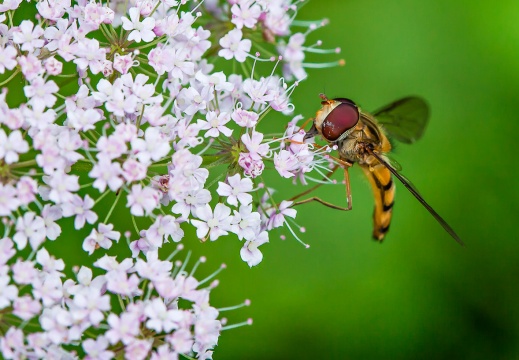 Apiaceae