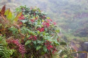 Charianthus alpinus (Sw.) R.A. Howard