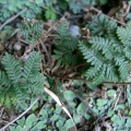 cheilanthes-coriaceus-saudi-arabia-8C6D5ABB-4B7A-11DC-8D9F-000A95CA2156.jpg