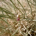 chenille-sur-saudi-arabia-9D7BD85E-4B7C-11DC-8D9F-000A95CA2156.jpg