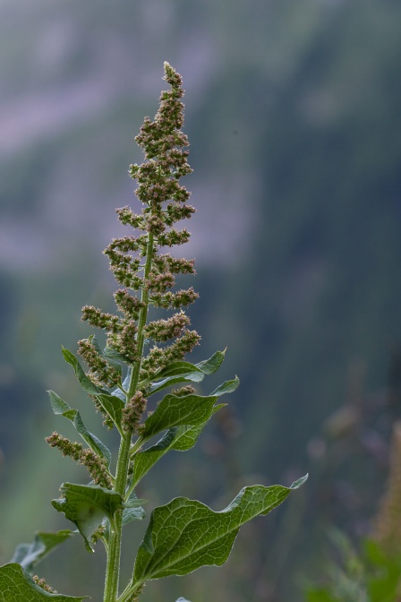 chenopodium-bonus-henricus-switzerland-649A26F1-44BD-4004-AE25-772405885267.jpg