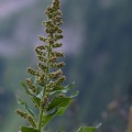 chenopodium-bonus-henricus-switzerland-649A26F1-44BD-4004-AE25-772405885267.jpg