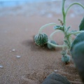 chrozophora-oblongifolia-saudi-arabia-537C82F7-4B7C-11DC-8D9F-000A95CA2156.jpg