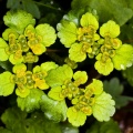 chrysosplenium-alternifolium-switzerland-E68E85E7-C5DC-4526-83F7-404F602D93D0.jpg