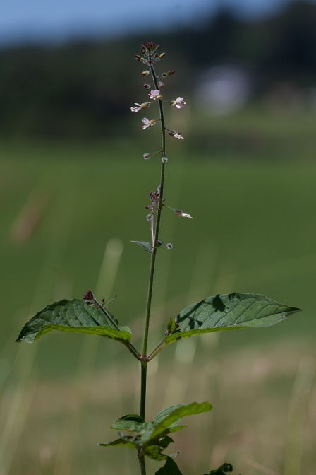 circaea-lutetiana-switzerland-181B357F-C91C-4D4D-890B-686B3169989C.jpg