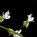 circaea-lutetiana-switzerland-F002499E-1BCB-43C5-A3F7-11A1EC8180A0.jpg