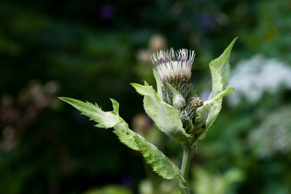 cirsium-oleraceum-switzerland-8BF34783-D44F-4088-98D7-19DBB199096F.jpg