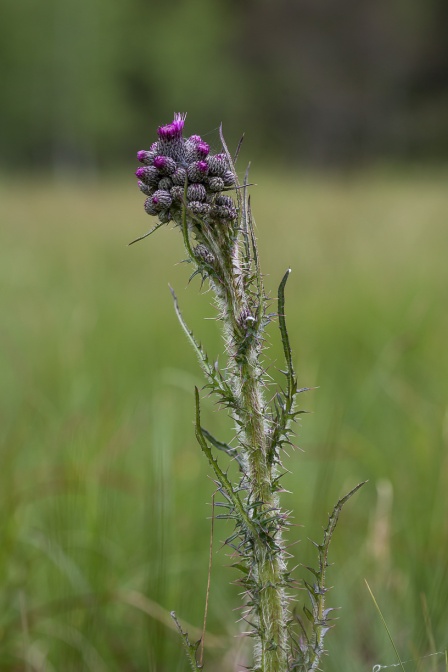 cirsium-palustre-switzerland-D42970E1-5808-4497-B6F7-A4462E6BF528.jpg