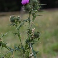 cirsium-vulgare-switzerland-22E3276F-34B3-4E46-8454-10958771B772.jpg