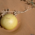 citrullus-colocynthis-saudi-arabia-9F4A29D4-4B7B-11DC-8D9F-000A95CA2156.jpg