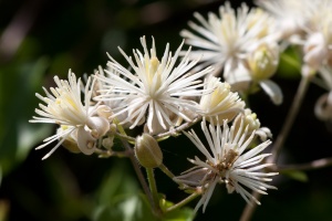 Clematis vitalba L.