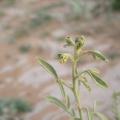 cleome-amblyocarpa-saudi-arabia-C6EFA38B-4B7C-11DC-8D9F-000A95CA2156.jpg